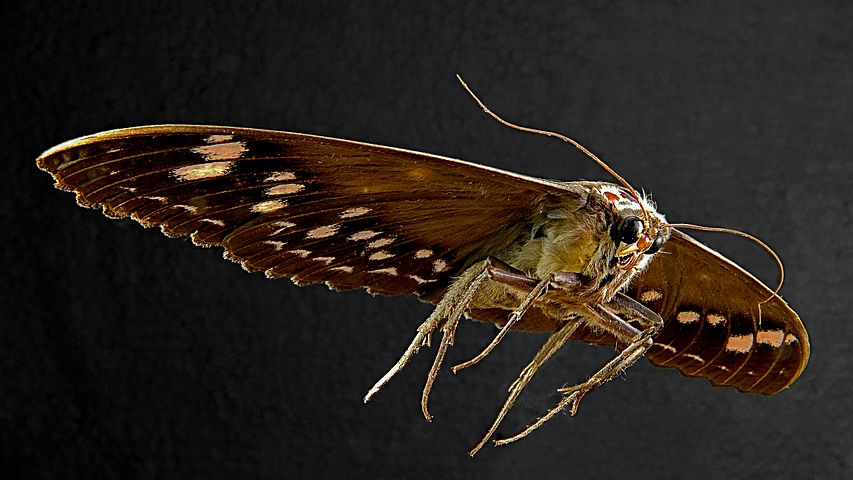 How To Identify Moth & Bug Damage